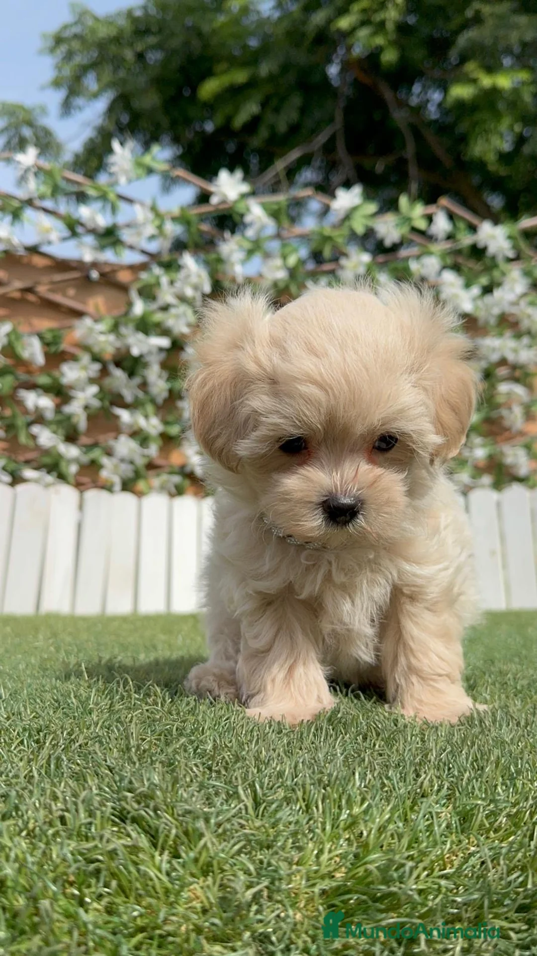 Maltipoo perros en venta: MALTIPOO 100% COREANO - Anuncio 2