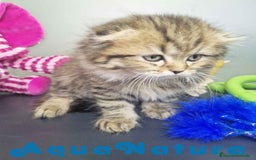 Scottish Fold gatos en venta: Scottish Fold Longhair Macho 7726 AQUANATURA - Imagen 6