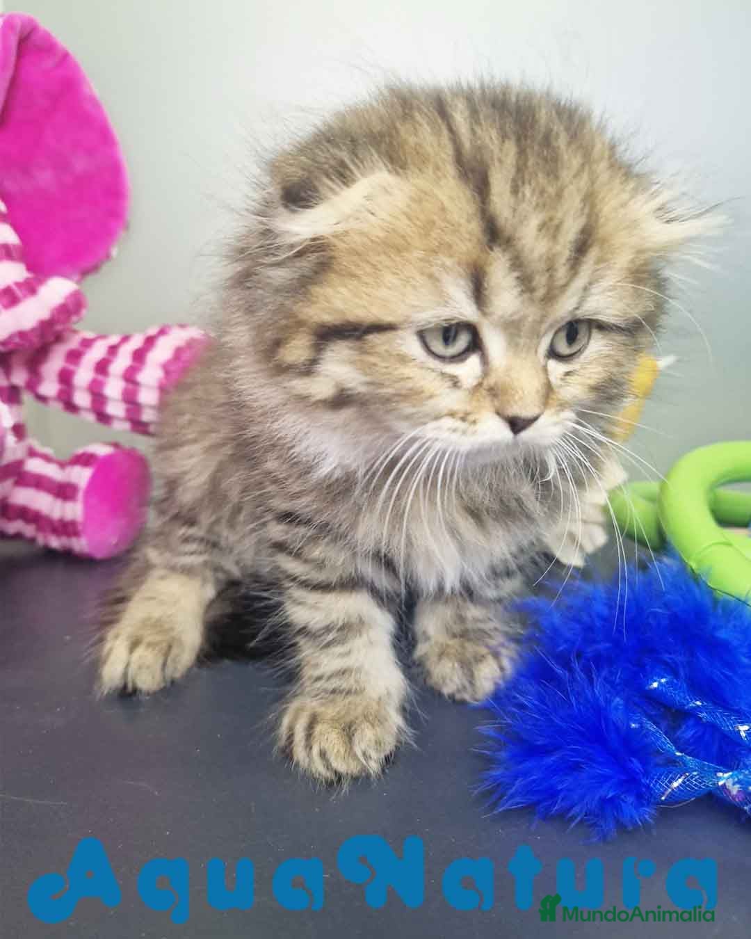 Scottish Fold gatos en venta: Scottish Fold Longhair Macho 7726 AQUANATURA - Imagen 6