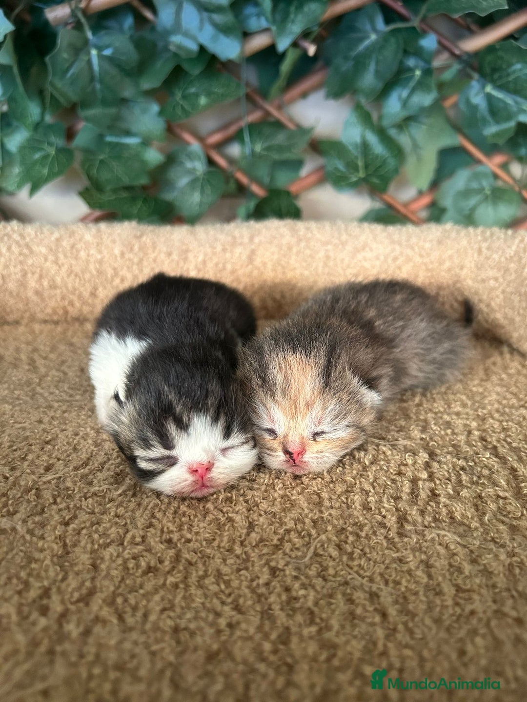 Persa gatos en venta: Persa americano exóticos  - Imagen 3