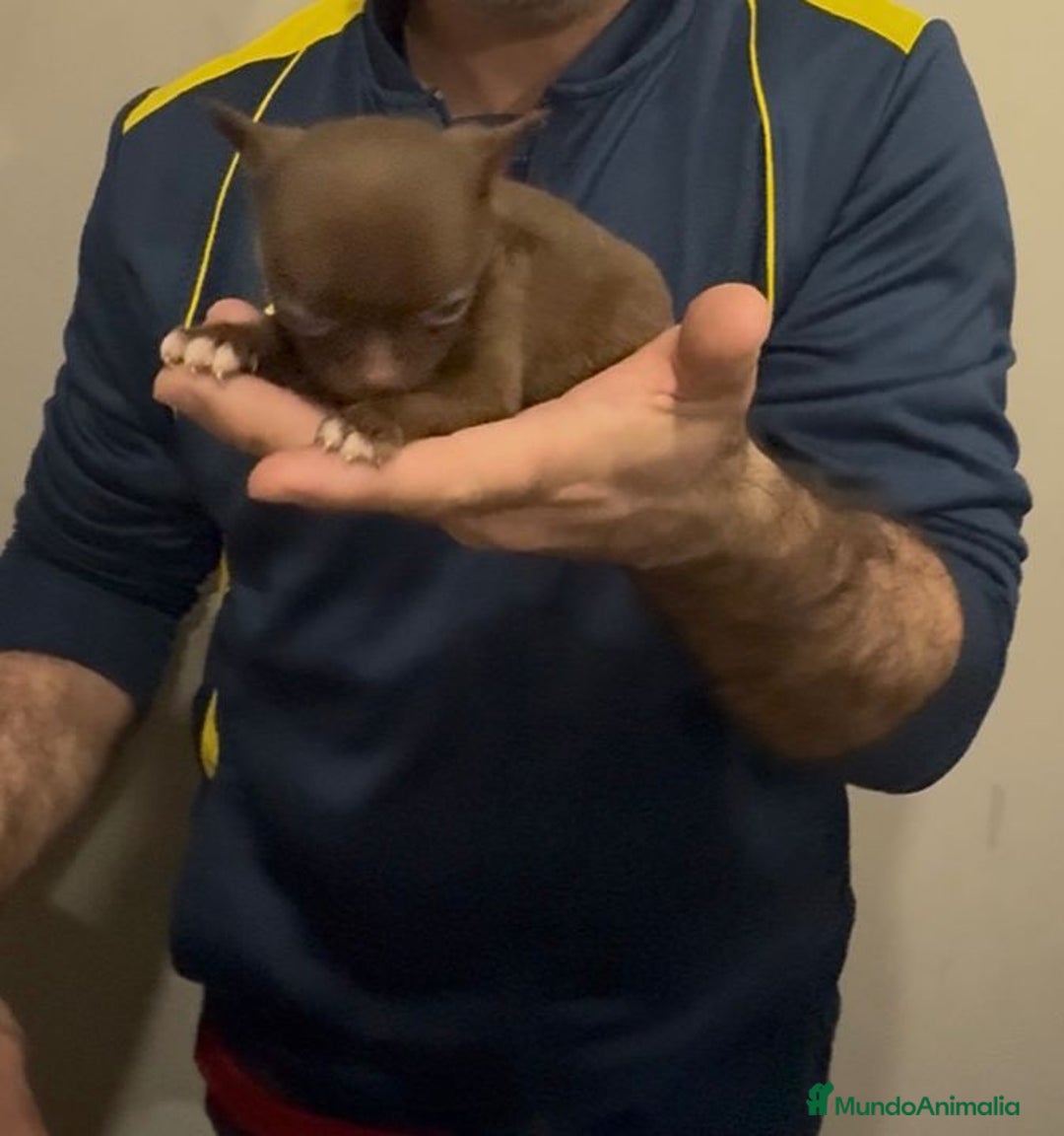 Chihuahua perros en venta: Chihuahua MICRO chocolate  - Anuncio 6