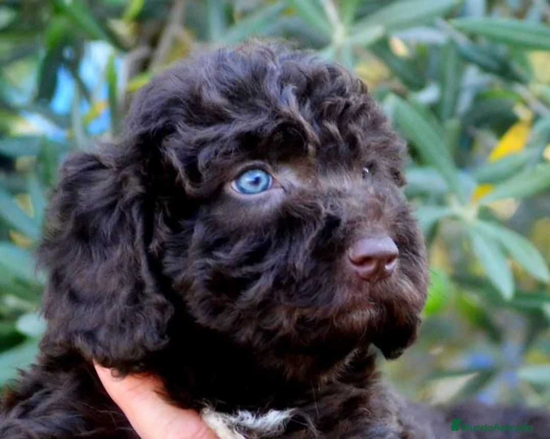 Perro de Agua Español perros en venta: CAMADA DE PERRO DE AGUA ESPAÑOL  - Anuncio 1
