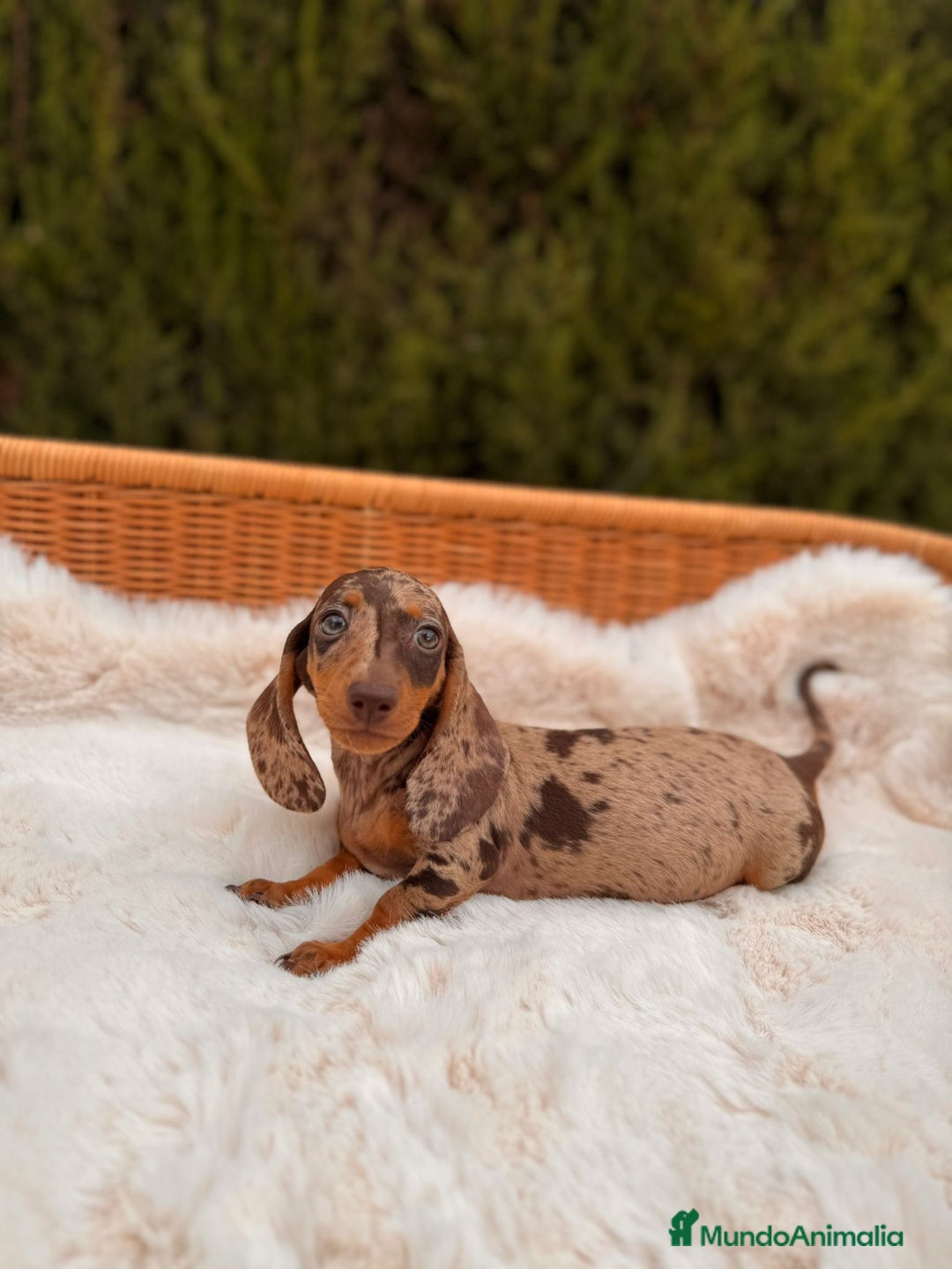 Teckel Miniatura perros en venta: camada de teckel - Imagen 8