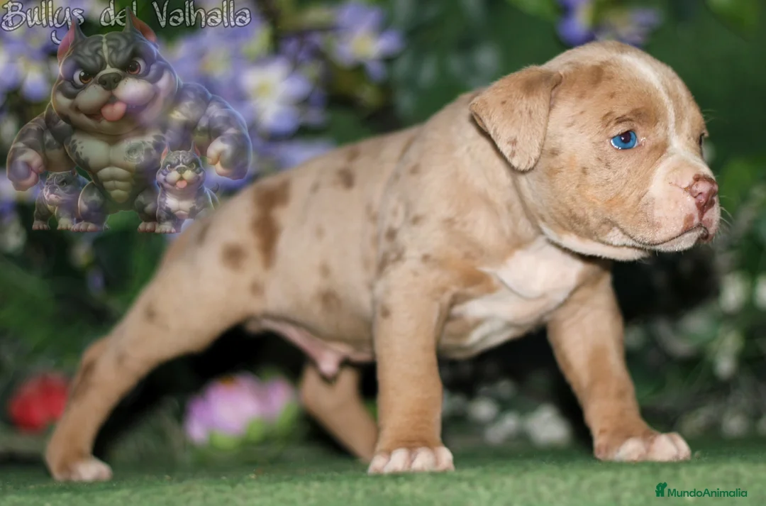 American Bully perros en venta: AMERICAN BULLY ( OFERTA EN ALGUNAS UNIDADES ) en Sevilla - Anuncio 3