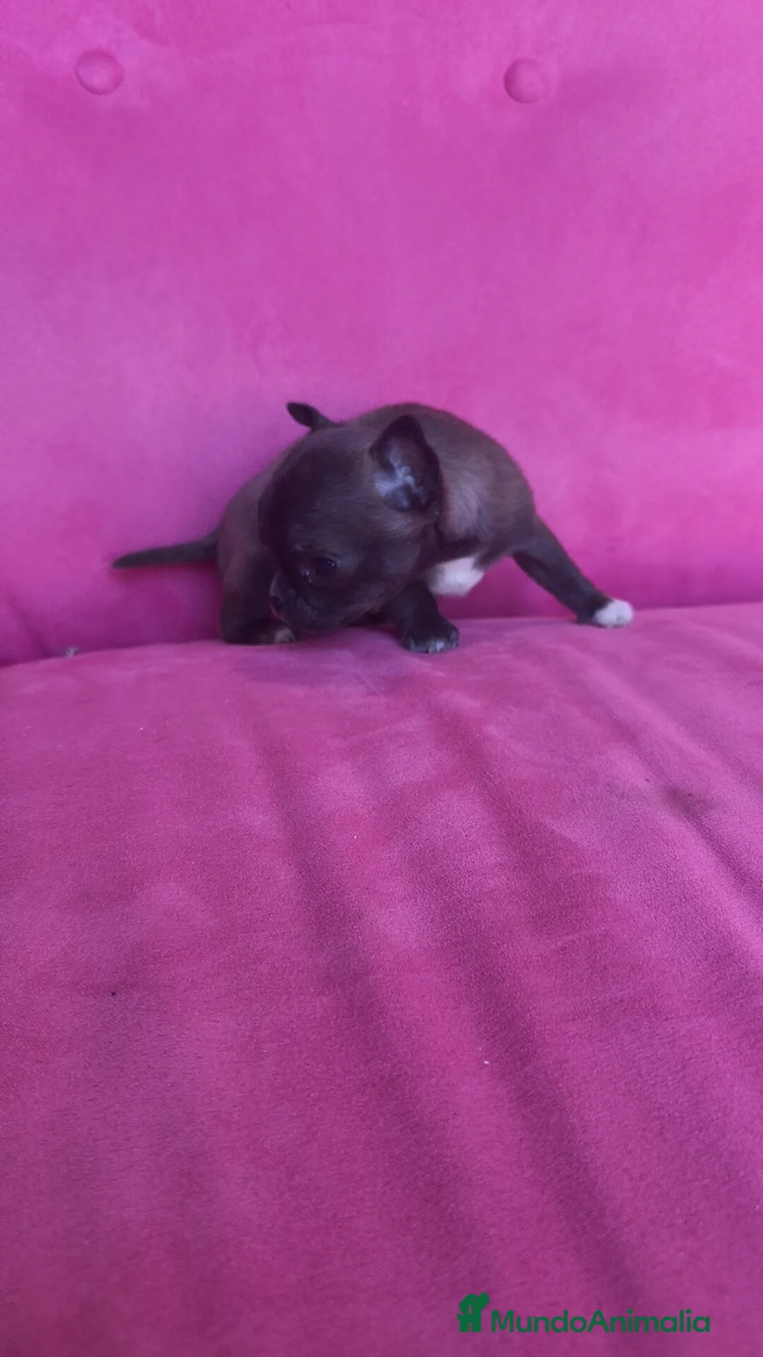 Chihuahua perros en venta: Chihuahua Toy macho y hembra  - Anuncio 15