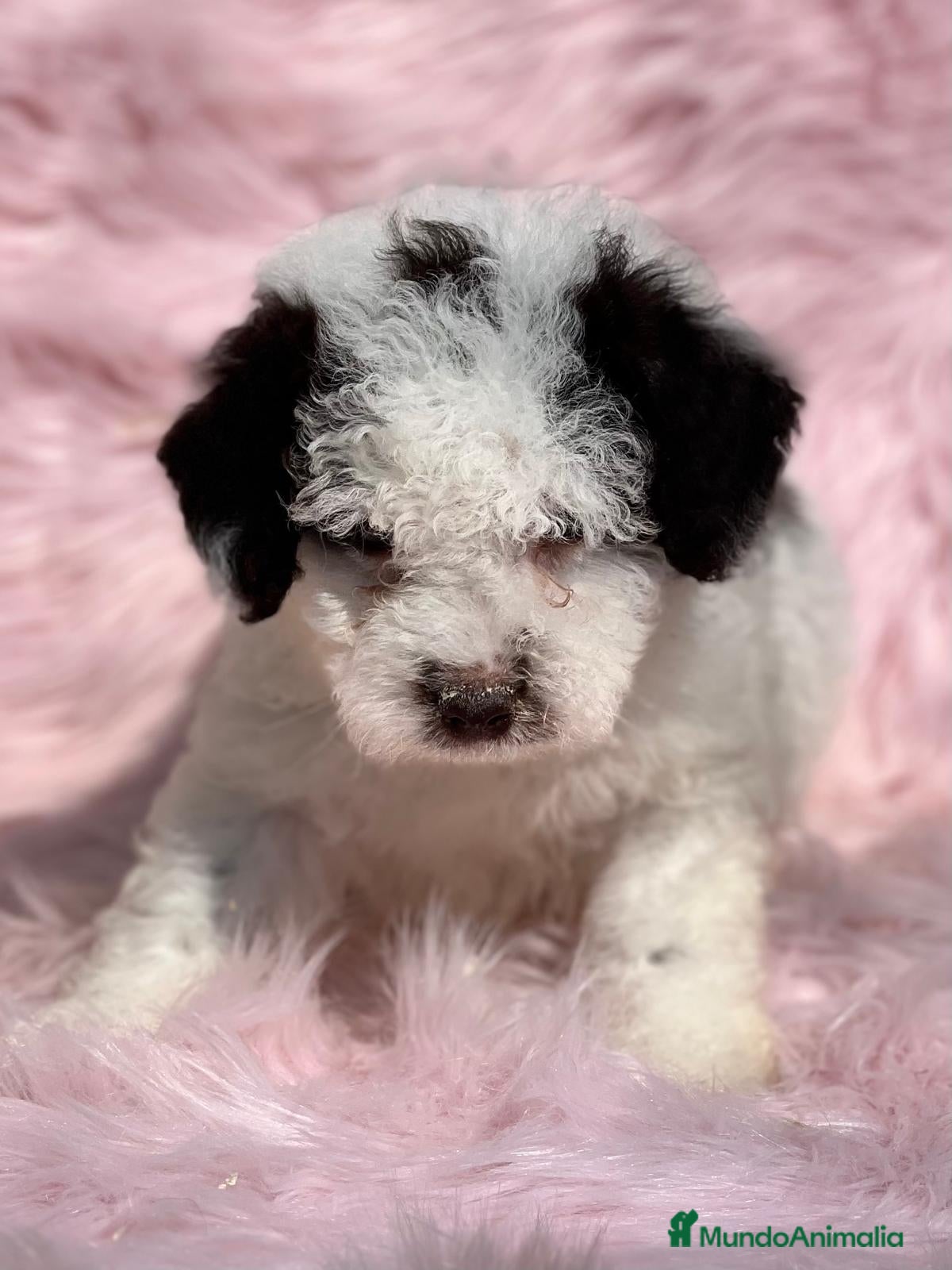 Perro de Agua Español perros PERRO DE AGUAL ARLEQUÍN DISPONIBLES en Barcelona - Anuncio 7