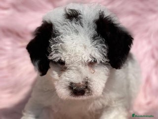 Perro de Agua Español perros en Barcelona - Anuncio 18