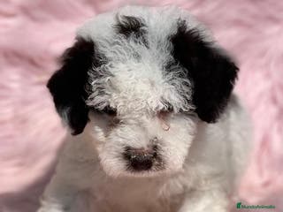 Perro de Agua Español perros PERRO DE AGUAL ARLEQUÍN DISPONIBLES en Barcelona - Anuncio 13