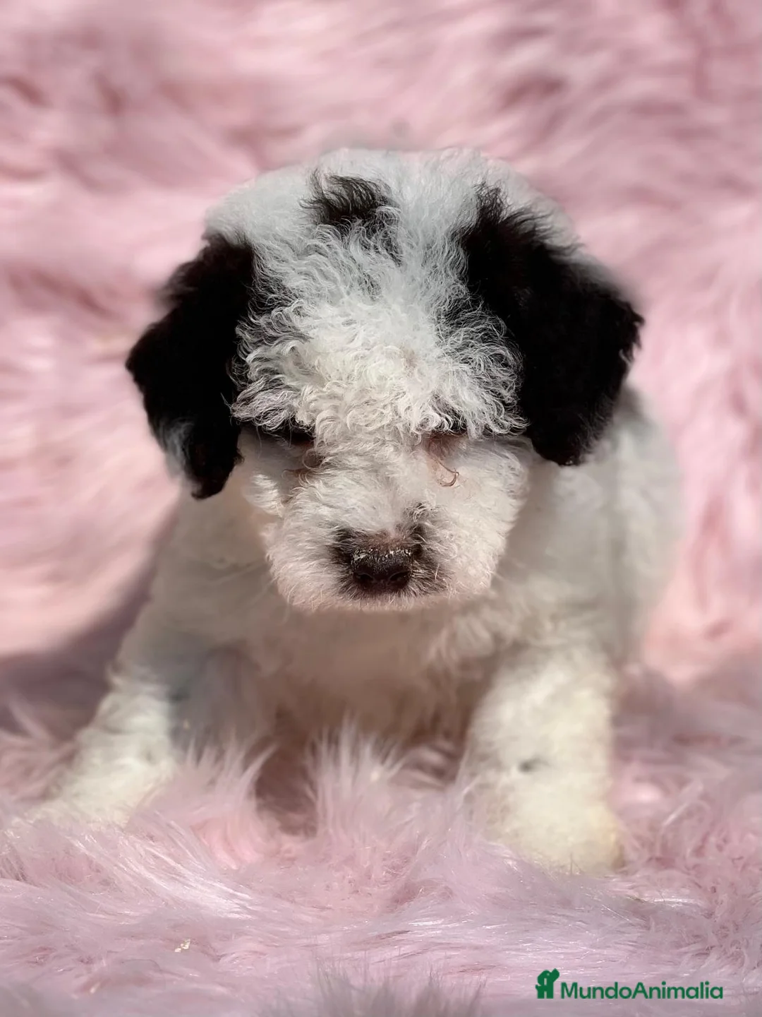 Perro de Agua Español perros en venta: PERRO DE AGUAL ARLEQUÍN DISPONIBLES en Barcelona - Anuncio 1