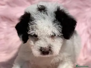 Perro de Agua Español perros PERRO DE AGUAL ARLEQUÍN DISPONIBLES en Barcelona - Anuncio 24