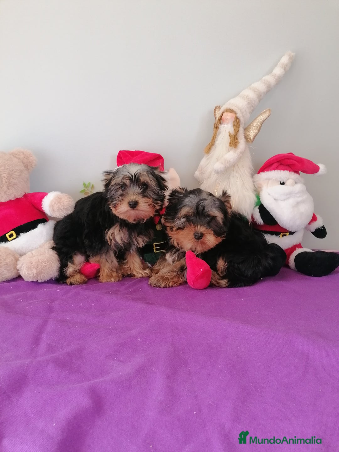 Yorkshire Terrier perros en venta: Yorkshire terrier  - Anuncio 6