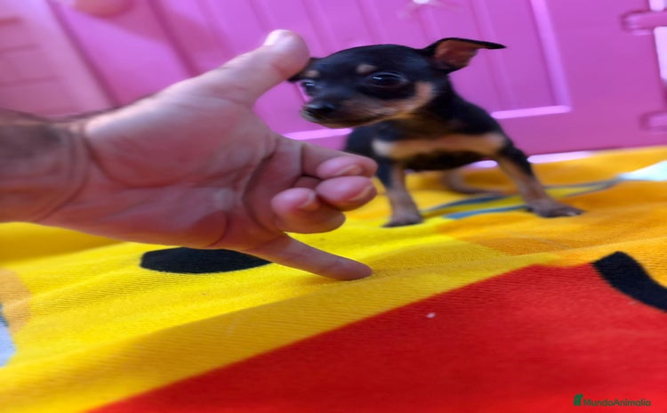 Ratón de Praga perros - Anuncio 9