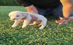 Labrador Retriever perros en venta: Labrador Retriever - Imagen 2