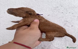 Caniche Enano perros en venta: Caniche enano pequeño  - Imagen 10