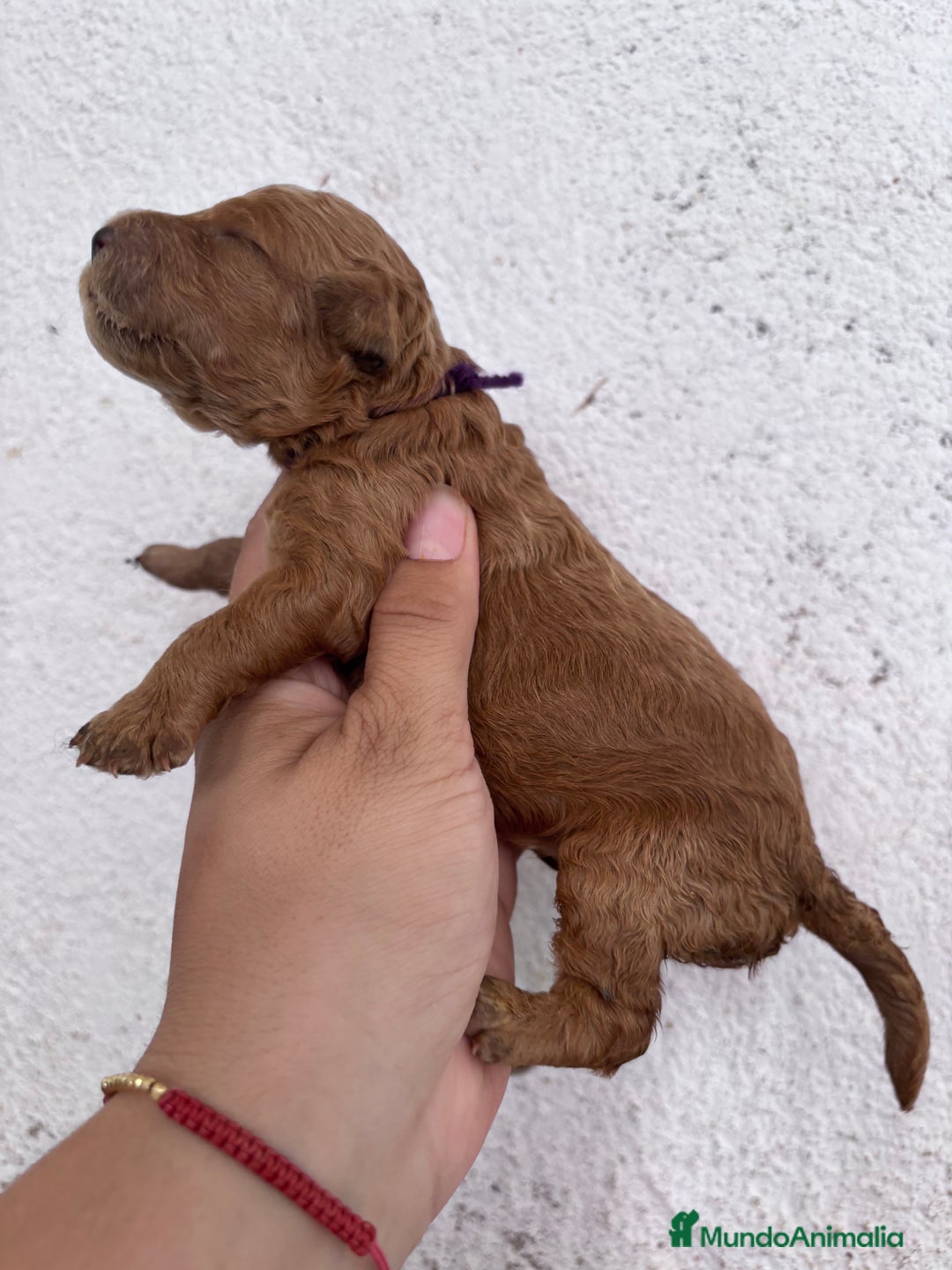 Caniche Enano perros en venta: Caniche enano pequeño  - Imagen 10