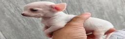Chihuahua perros en venta: CHIHUAHUA - Anuncio 11