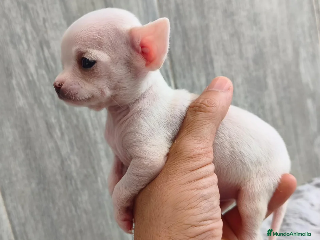 Chihuahua perros en venta: CHIHUAHUA - Anuncio 11