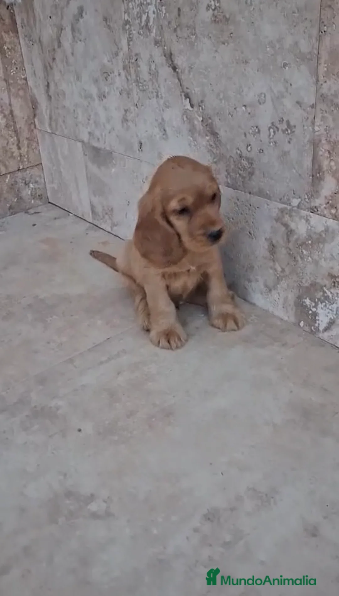 Cocker Spaniel Inglés perros en venta: COCKER INGLÉS  - Anuncio 2