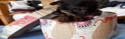 Yorkshire Terrier perros en venta: Yorkshire - Anuncio 2
