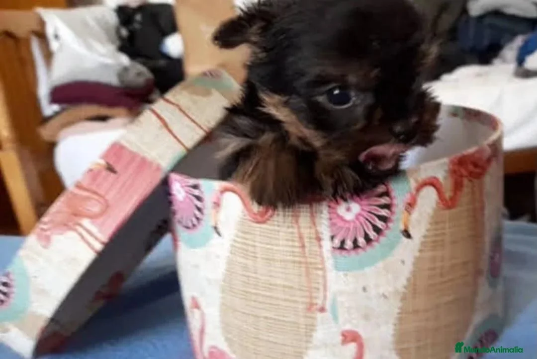 Yorkshire Terrier perros en venta: Yorkshire - Anuncio 2