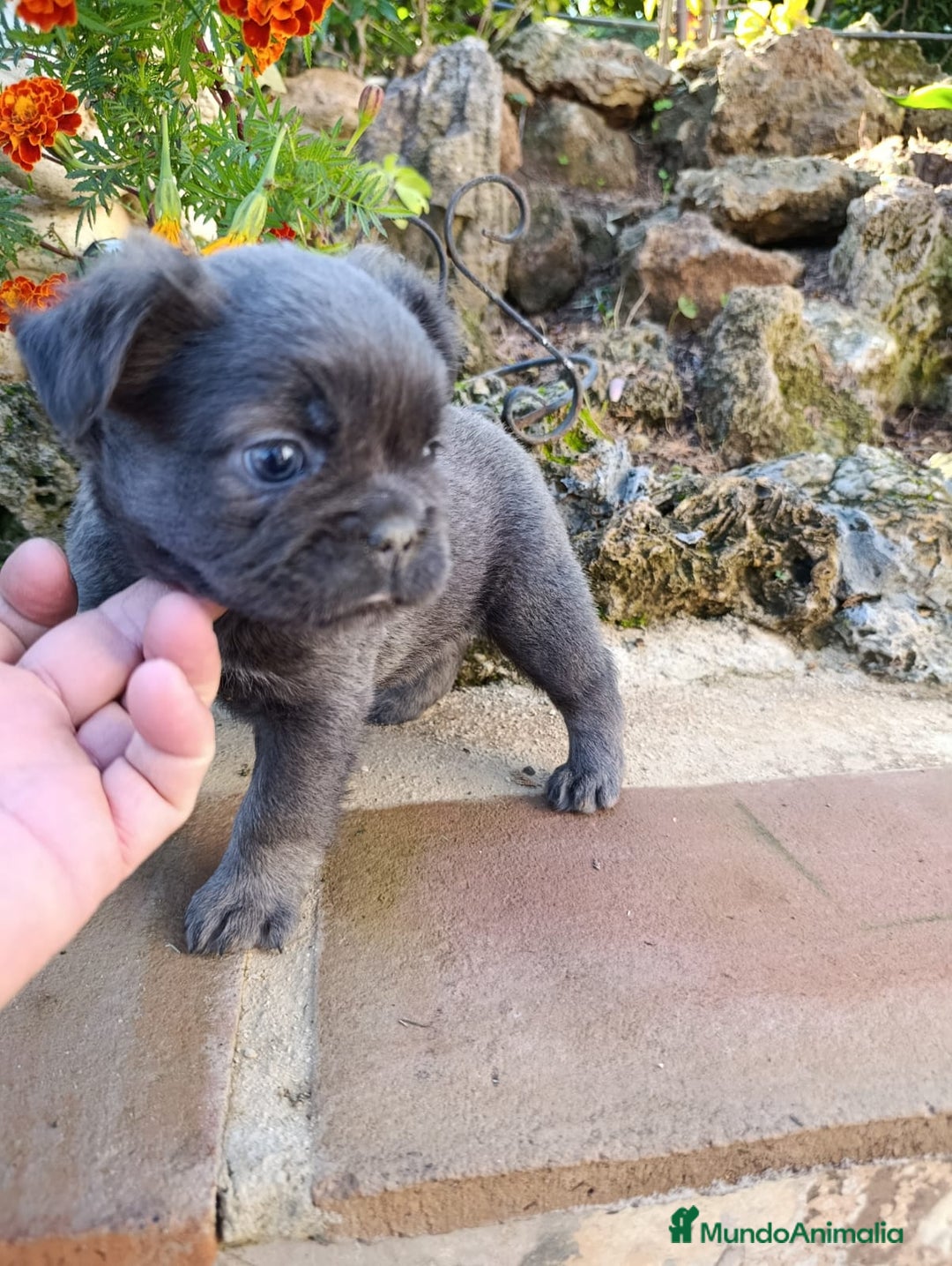 Bulldog Francés perros en venta: Bulldog Francés Fluffy - Anuncio 6