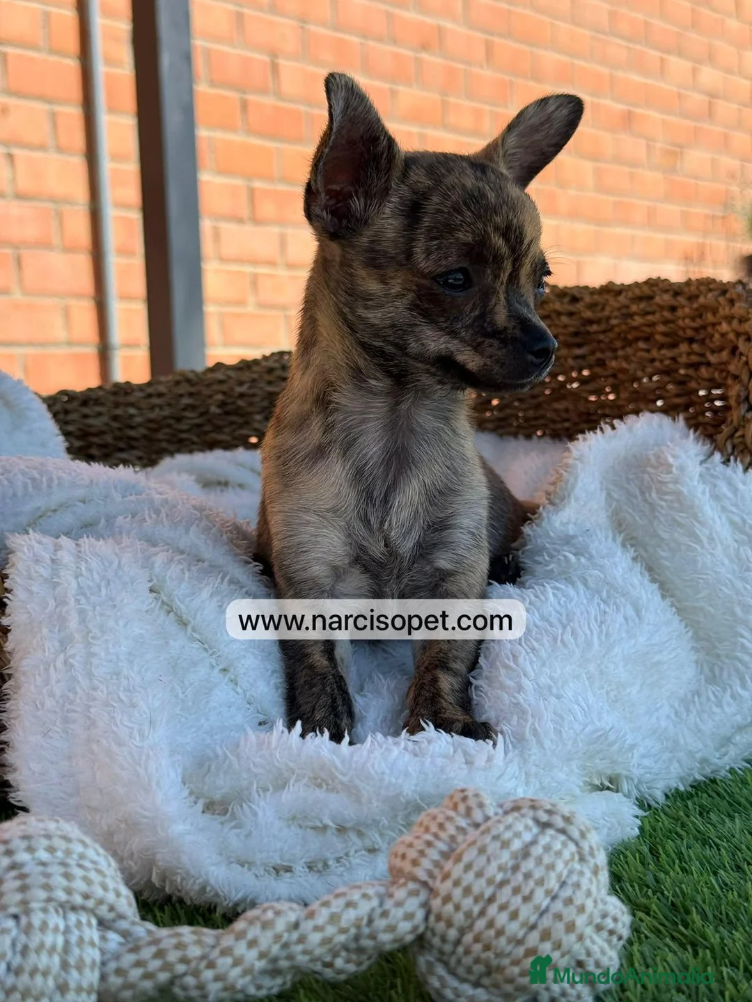 Chihuahua perros en venta: CHIHUAHUA TOY - Anuncio 2