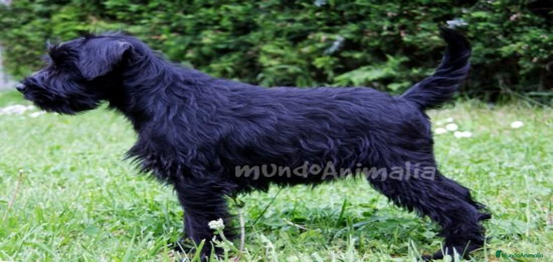 Imagen de galería {{count}}