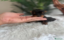 Yorkshire Terrier perros en venta: YORKSHIRE TERRIER - Imagen 3