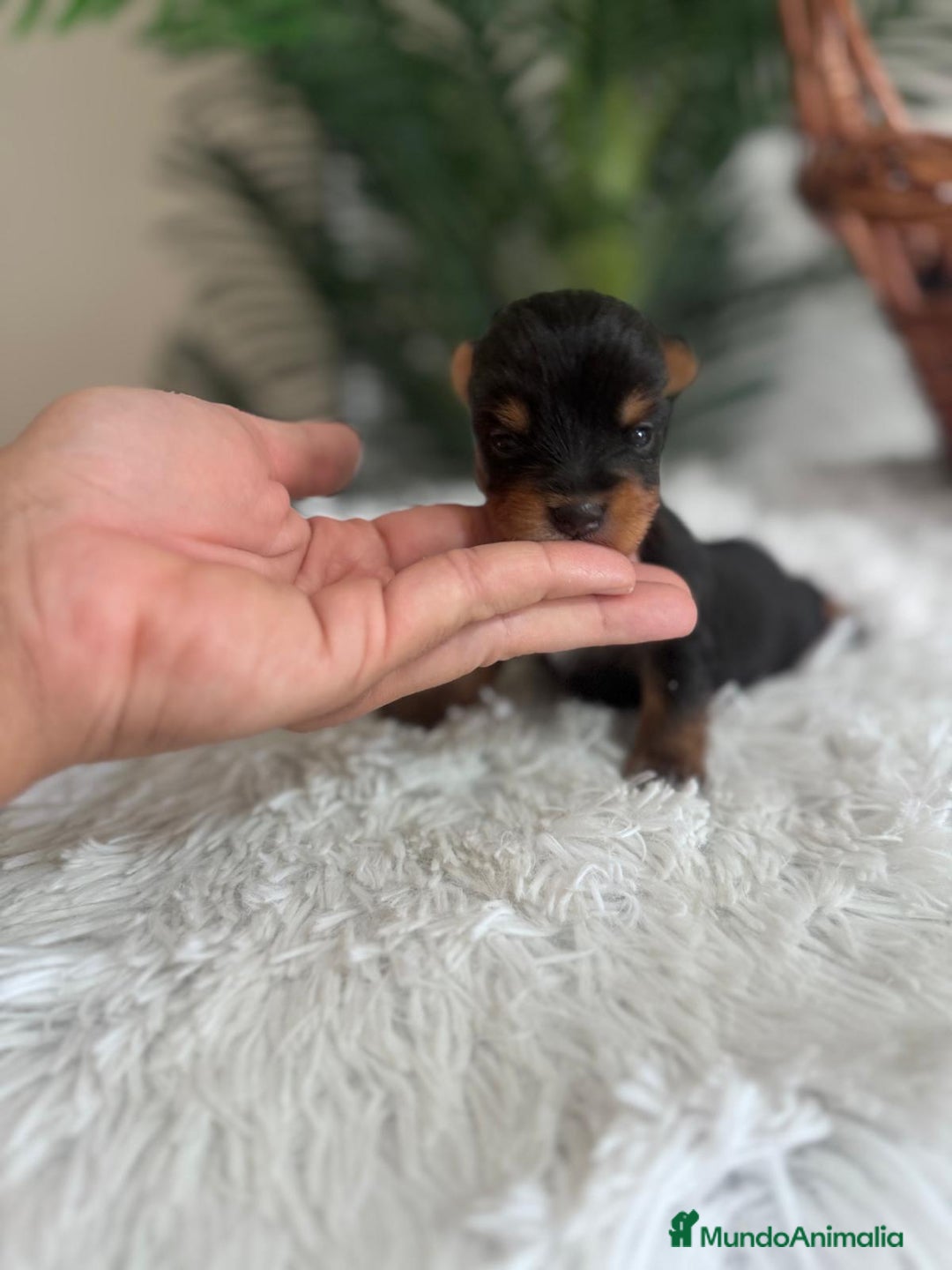 Yorkshire Terrier perros en venta: YORKSHIRE TERRIER - Imagen 3