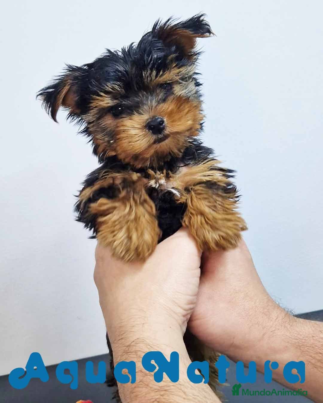 Yorkshire Terrier perros Yorkshire Hembra 7504 - AQUANATURA en Barcelona - Anuncio 18