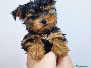 Yorkshire Terrier perros en Barcelona - Anuncio 1