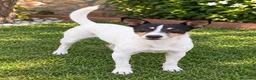 Ratonero Bodeguero Andaluz perros en venta: Disponible Bodeguero Andaluz de calidad  - Anuncio 6