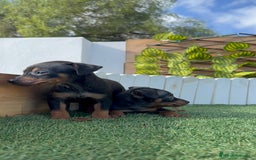 Pinscher Miniatura perros en venta: PINSCHER MINIATURA - Anuncio 5