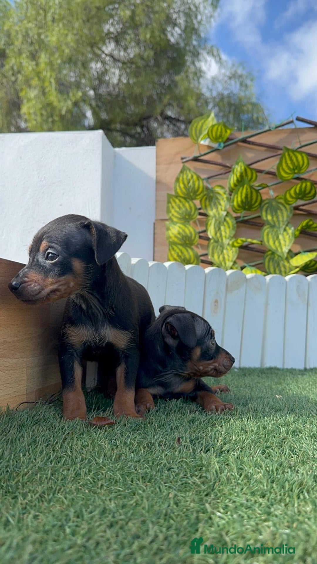 Pinscher Miniatura perros en venta: PINSCHER MINIATURA - Anuncio 5