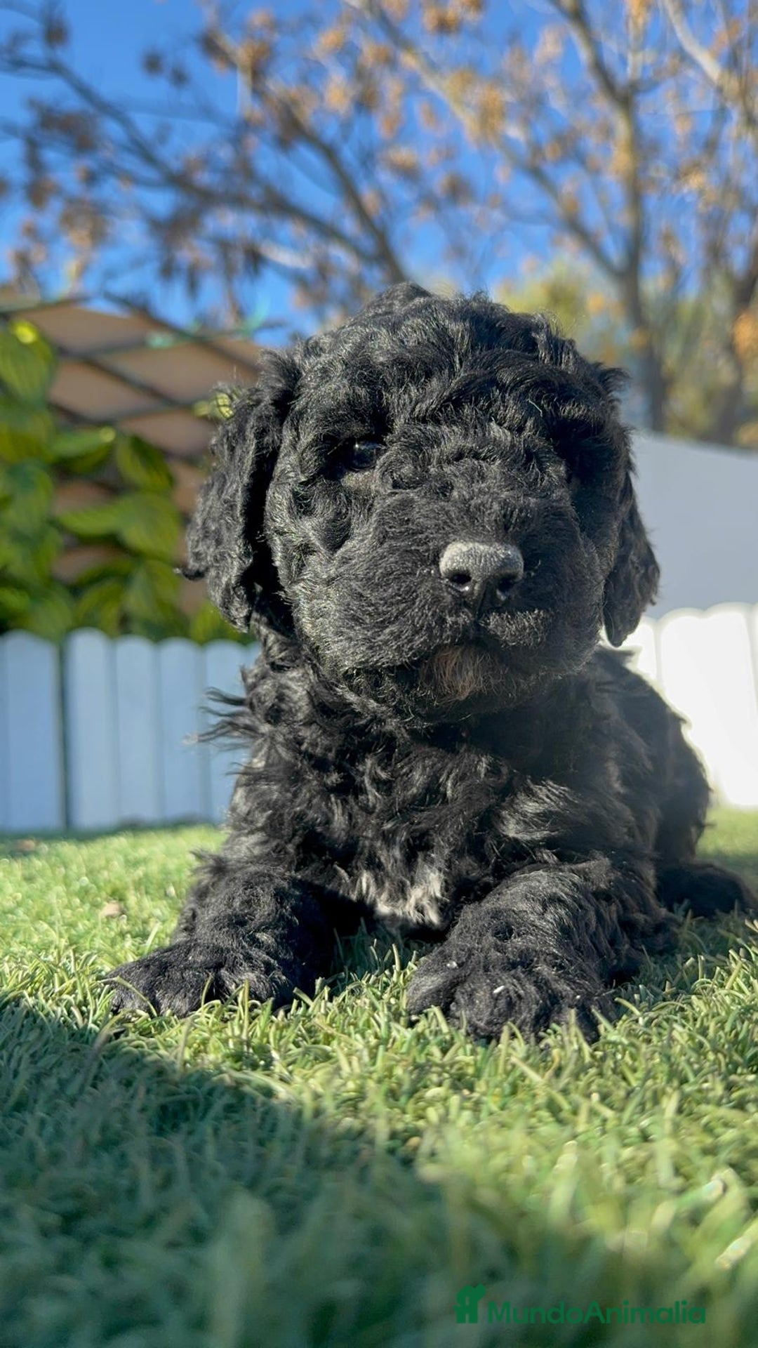 Perro de Agua Español perros en venta: PERRO DE AGUA ESPAÑOL HEMBRA - Anuncio 6