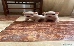 Chihuahua perros en venta: Chihuahua  - Imagen 1