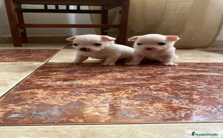 Chihuahua perros - Anuncio 1