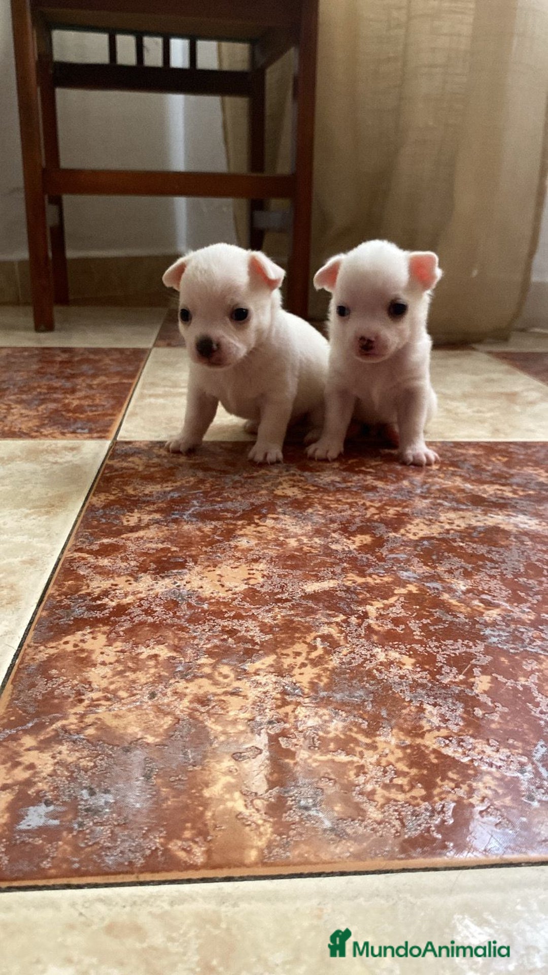 Chihuahua perros en venta: Chihuahua  - Imagen 1