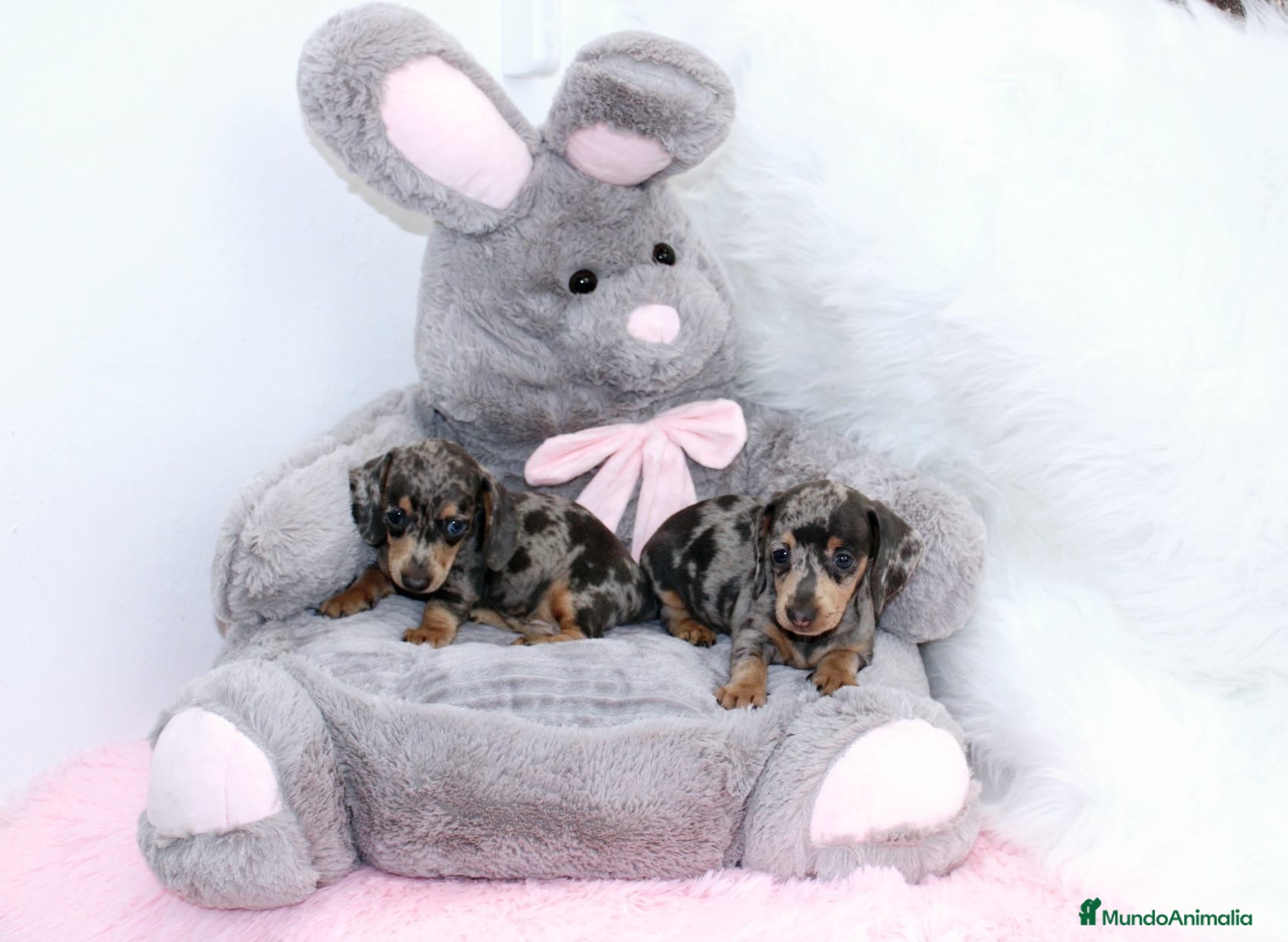 Teckel Miniatura perros Teckel Miniatura - Anuncio 1