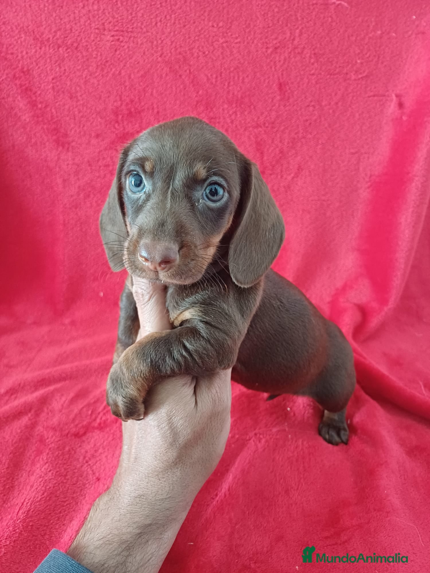 Teckel Miniatura perros Teckel Mini Chocolate Ojos Claros  - Anuncio 1