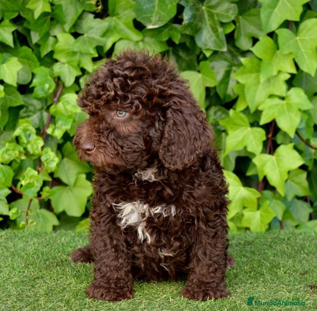 Perro de Agua Español perros en venta: CAMADA PERRO DE AGUA  - Anuncio 2