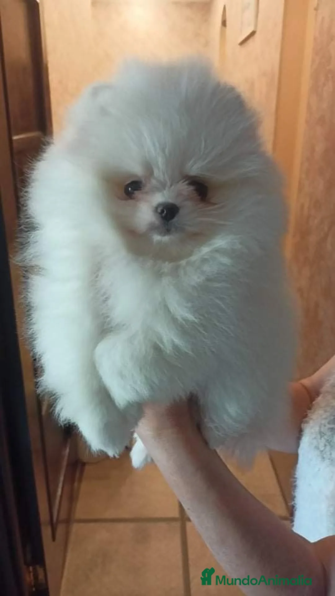 Pomerania perros en venta: LOS MEJORES POMERANIAS, AUTENTICOS. en Málaga - Anuncio 10