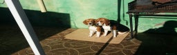 Beagle perros en venta: Beagle  - Anuncio 5