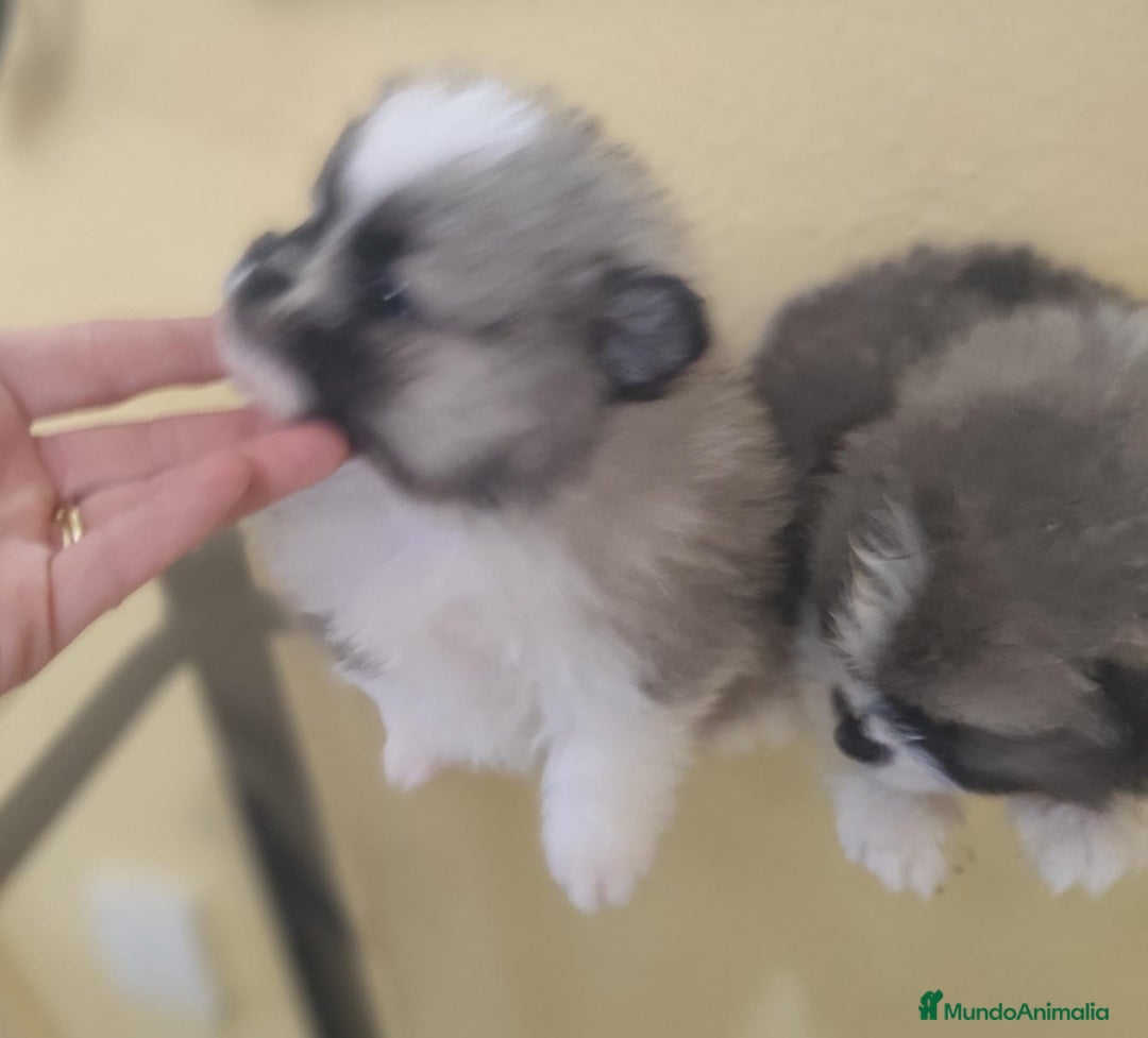 Pomerania perros en venta: Pomerania  - Anuncio 9