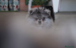 Pomerania perros en venta: 🐾 Prodigy y Monk – Pomerania con carácter 🌟 - Imagen 10