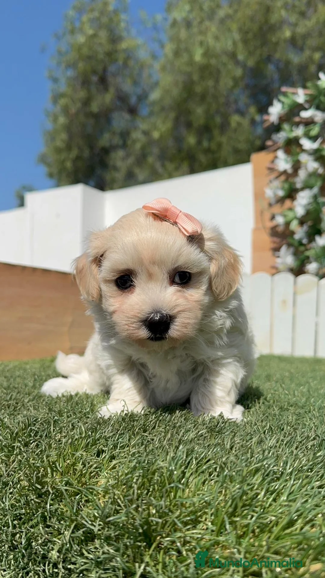 Maltipoo perros en venta: MALTIPOO HEMBRA  - Anuncio 2