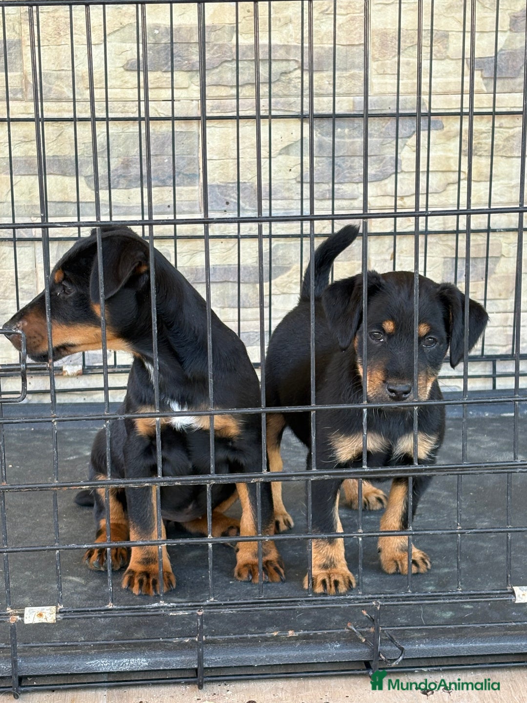 Terrier Alemán de Caza perros en venta: Cachorras Jagd terrier  - Anuncio 3