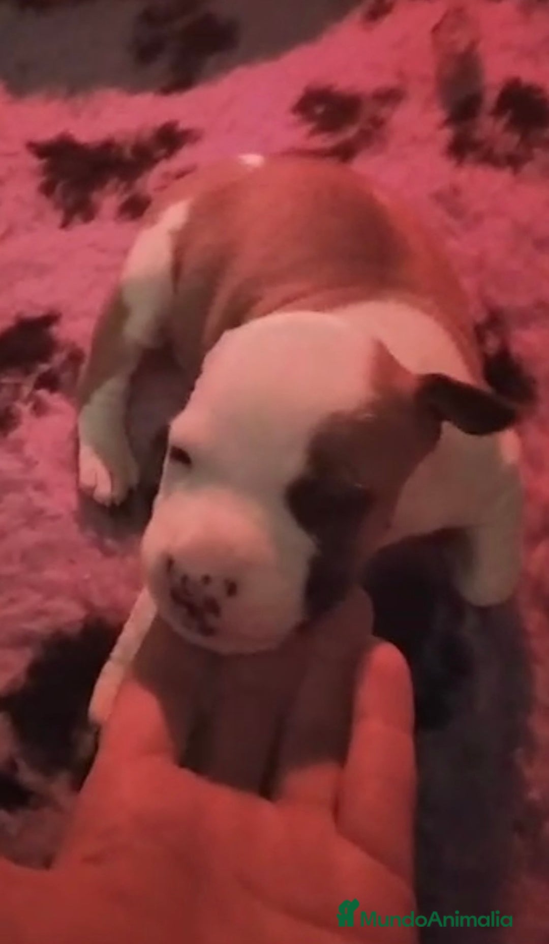 American Staffordshire-Terrier perros en venta: American Staffordshire Terrier  - Anuncio 6