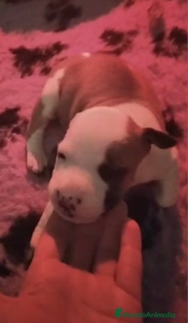 American Staffordshire-Terrier perros - Anuncio 4