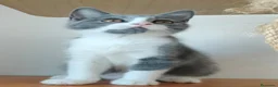 Británico de Pelo Corto gatos en venta: British pelo corto - Anuncio 3